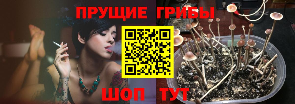 Псилоцибиновые грибы GOLDEN TEACHER Дербент